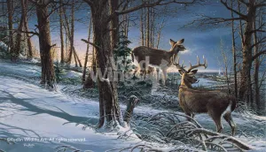 Night Watch—Whitetail Deer - Elite Print